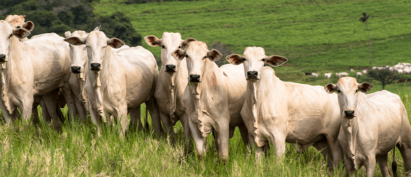 Pecuaristas poderão transferir gado entre estados sem cobrança de ICMS