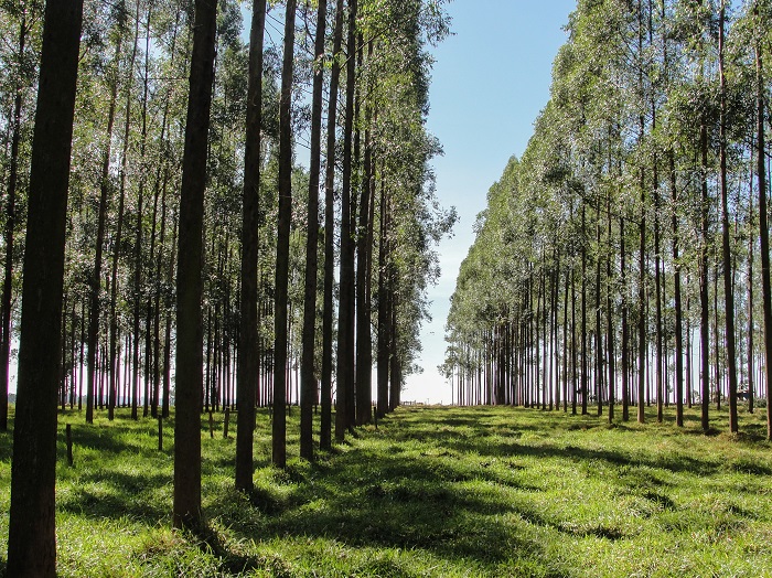 Governo Federal exclui a silvicultura do rol de atividades poluidoras