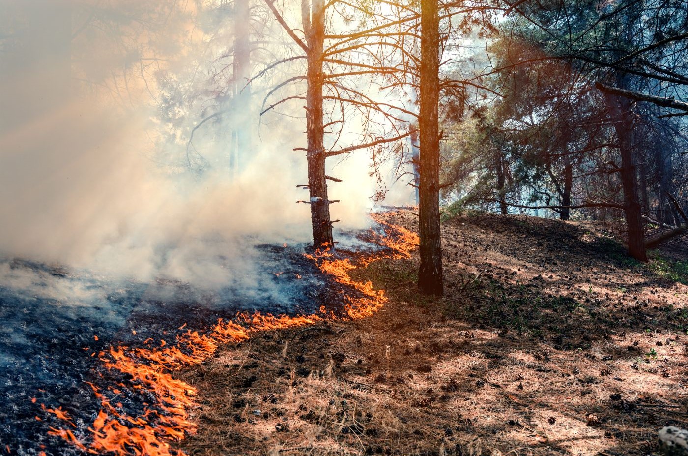 Terras de autores de incêndios criminosos devem ser confiscadas? NÃO