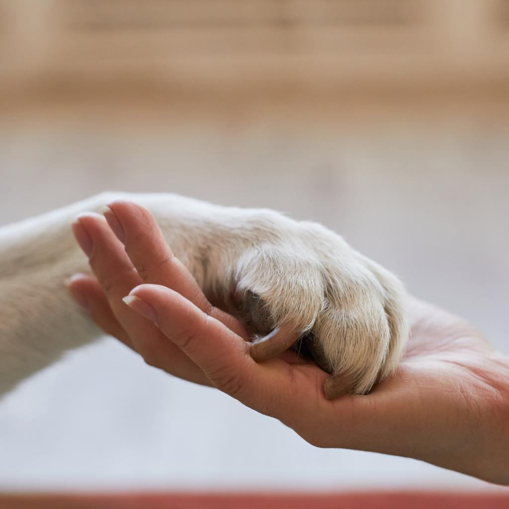 Governo não criou imposto sobre pets. Entenda o que está acontecendo