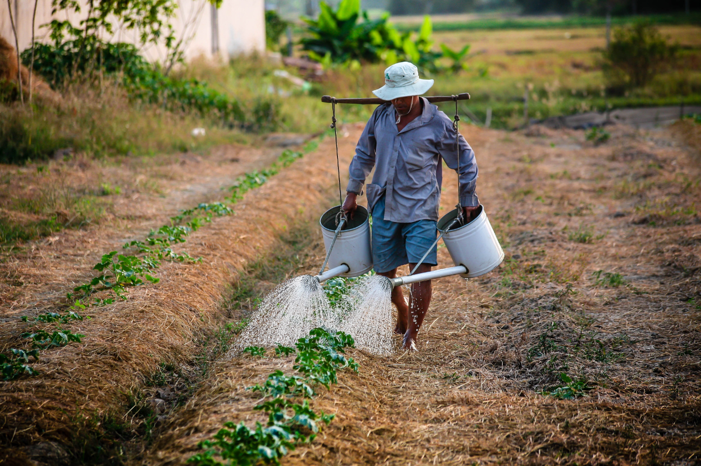 STF suspende processos que envolvam tributo em agroindústrias