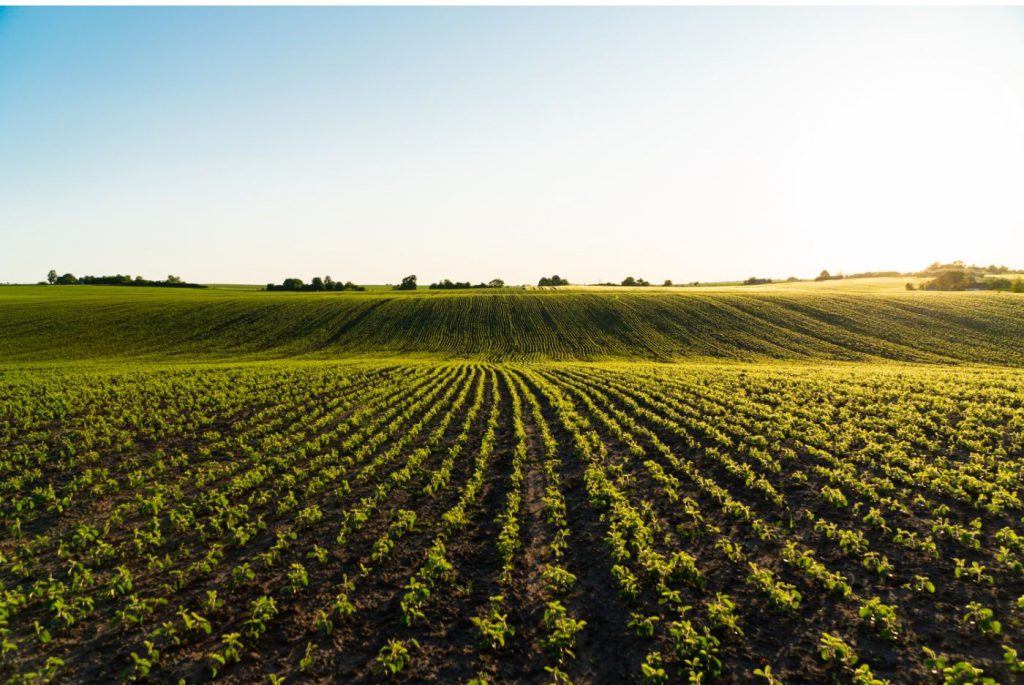 Setor considera MP do endividamento rural tímida e produtores buscam saídas judiciais.