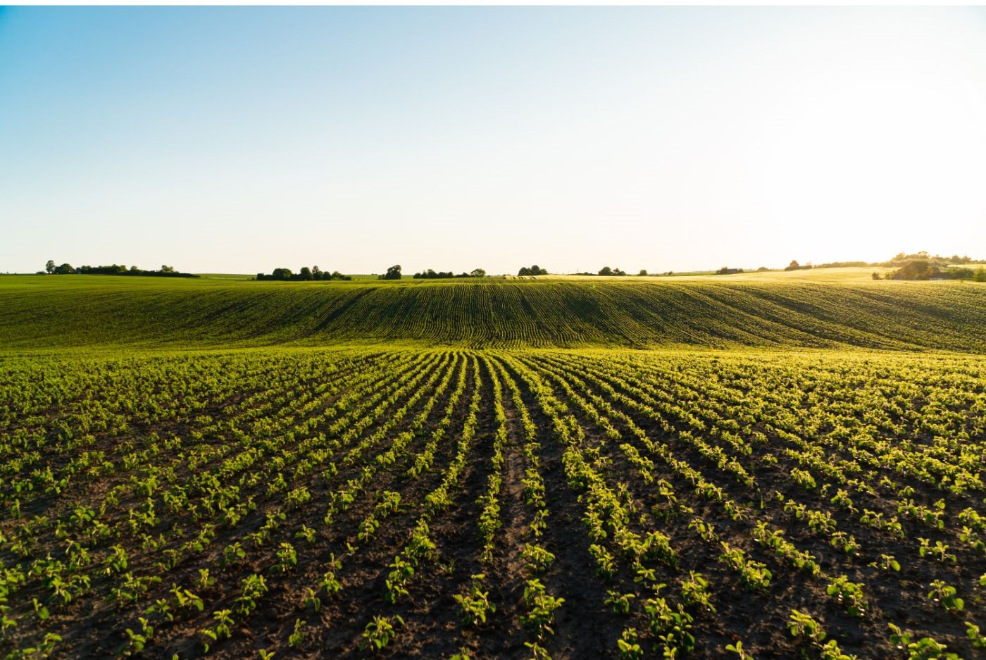 Setor considera MP do endividamento rural tímida e produtores buscam saídas judiciais.